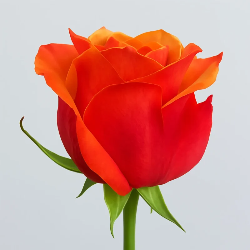 Brandy alla ciliegia