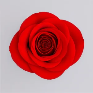 Immagine prodotto rose Fortune rosso chiaro