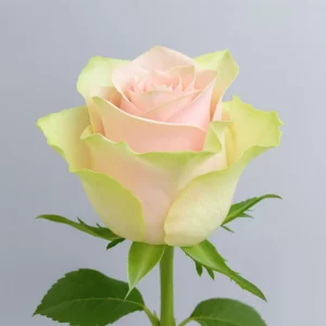 Pink Mondial – Bild 1