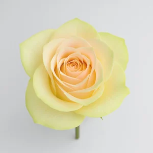 Pink Mondial – Bild 2