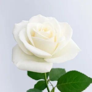 Playa Blanca – Bild 1