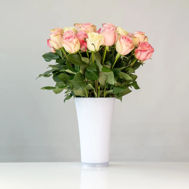 Rosenstrauss Rosa "Sweety"