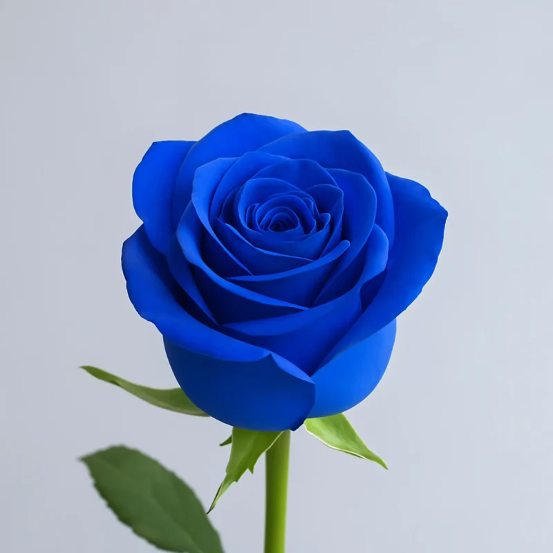 Blu Royal
