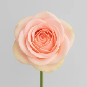 Be sweet – Bild 2