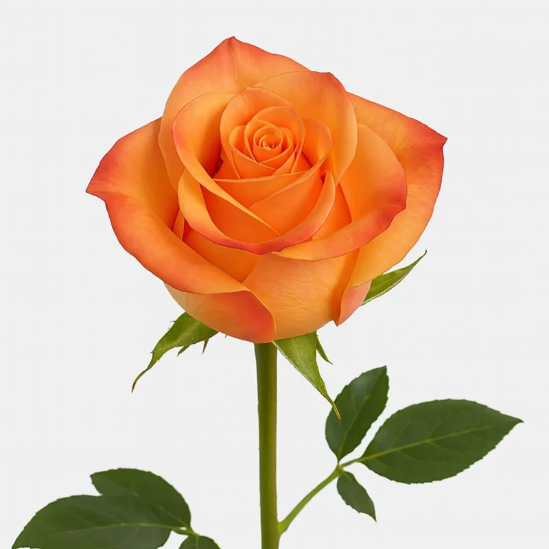 Crepuscolo - Tutto esaurito fino a martedì 05.05.26 incluso