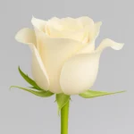 Vendela Rose primo piano 1