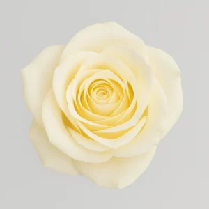Vendela Rose primo piano 2